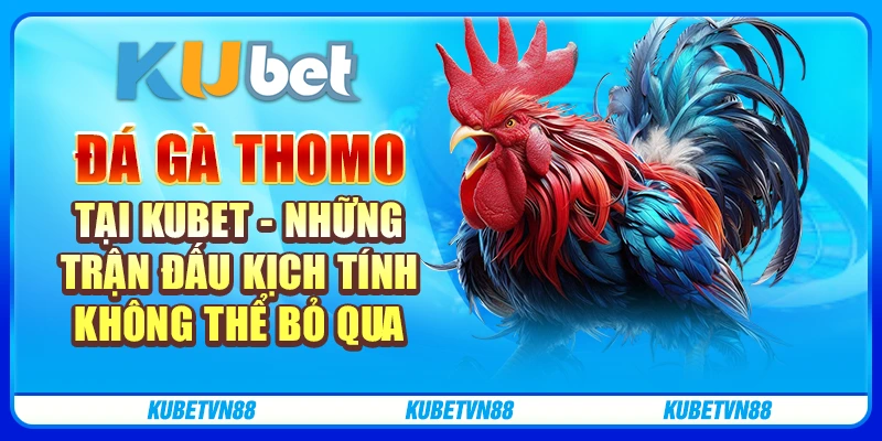 Đá gà Thomo tại Kubet - Những trận đấu kịch tính không thể bỏ qua